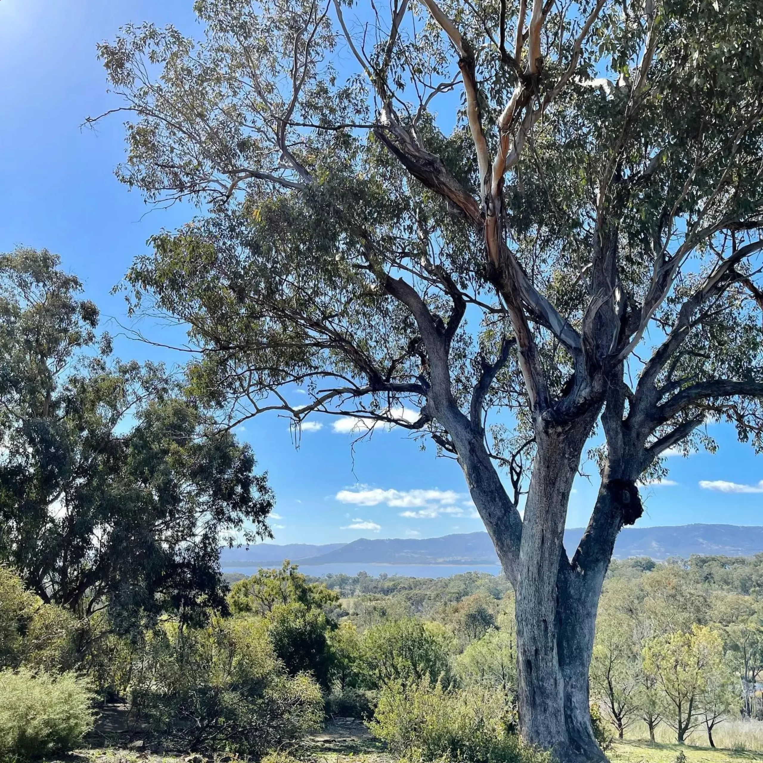 Burrendong Botanic Garden, Blue Mountains