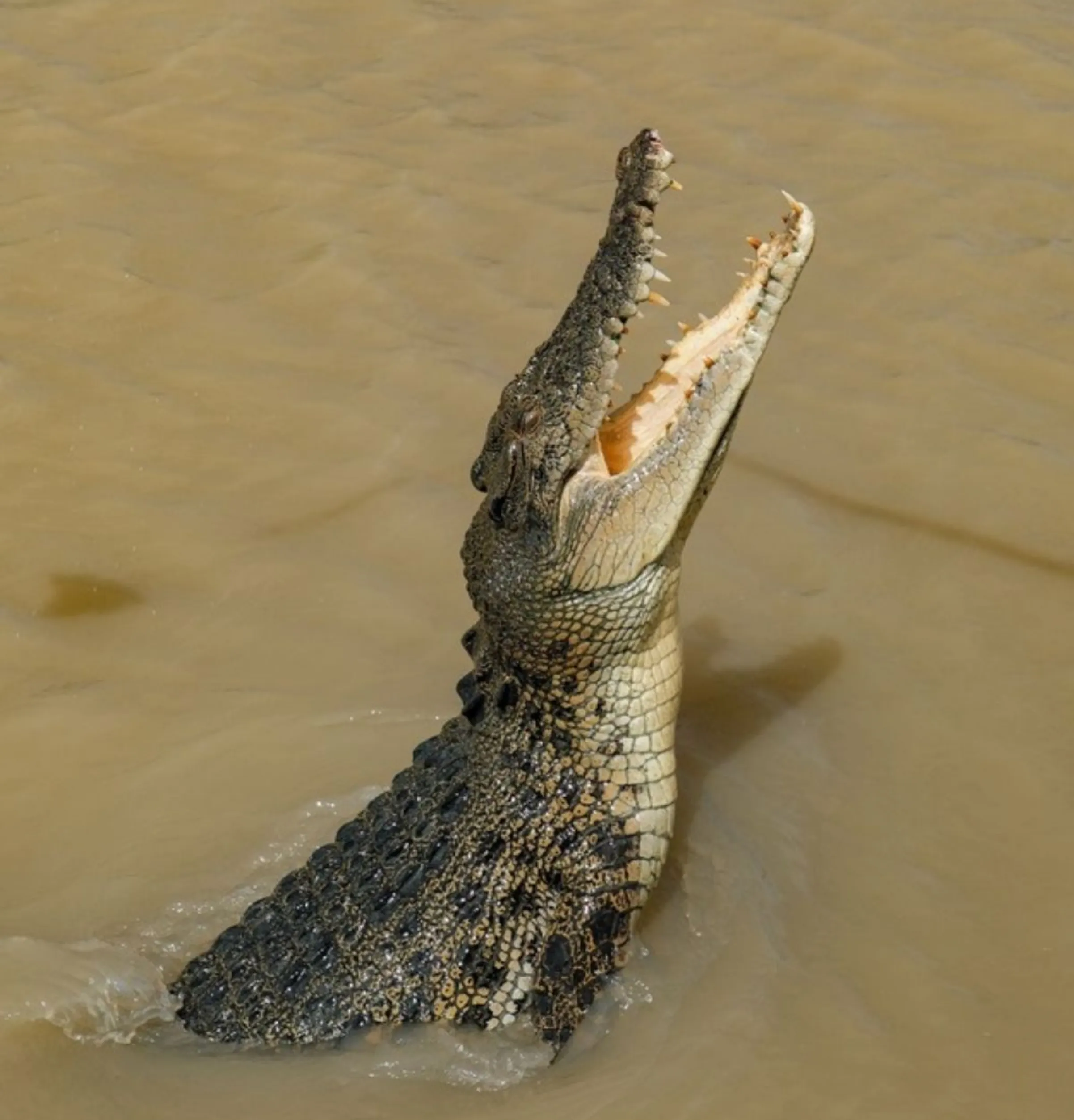 biological diversity, Kakadu