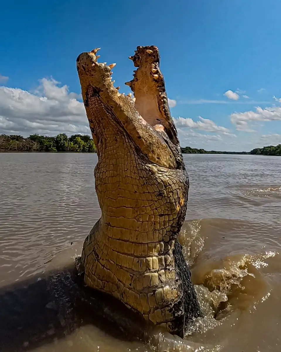 Adelaide River Boat Cruises – The Real Deal