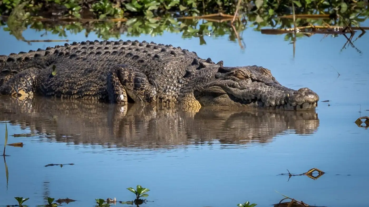 Kakadu National Park – Where Wildlife Management Rocks