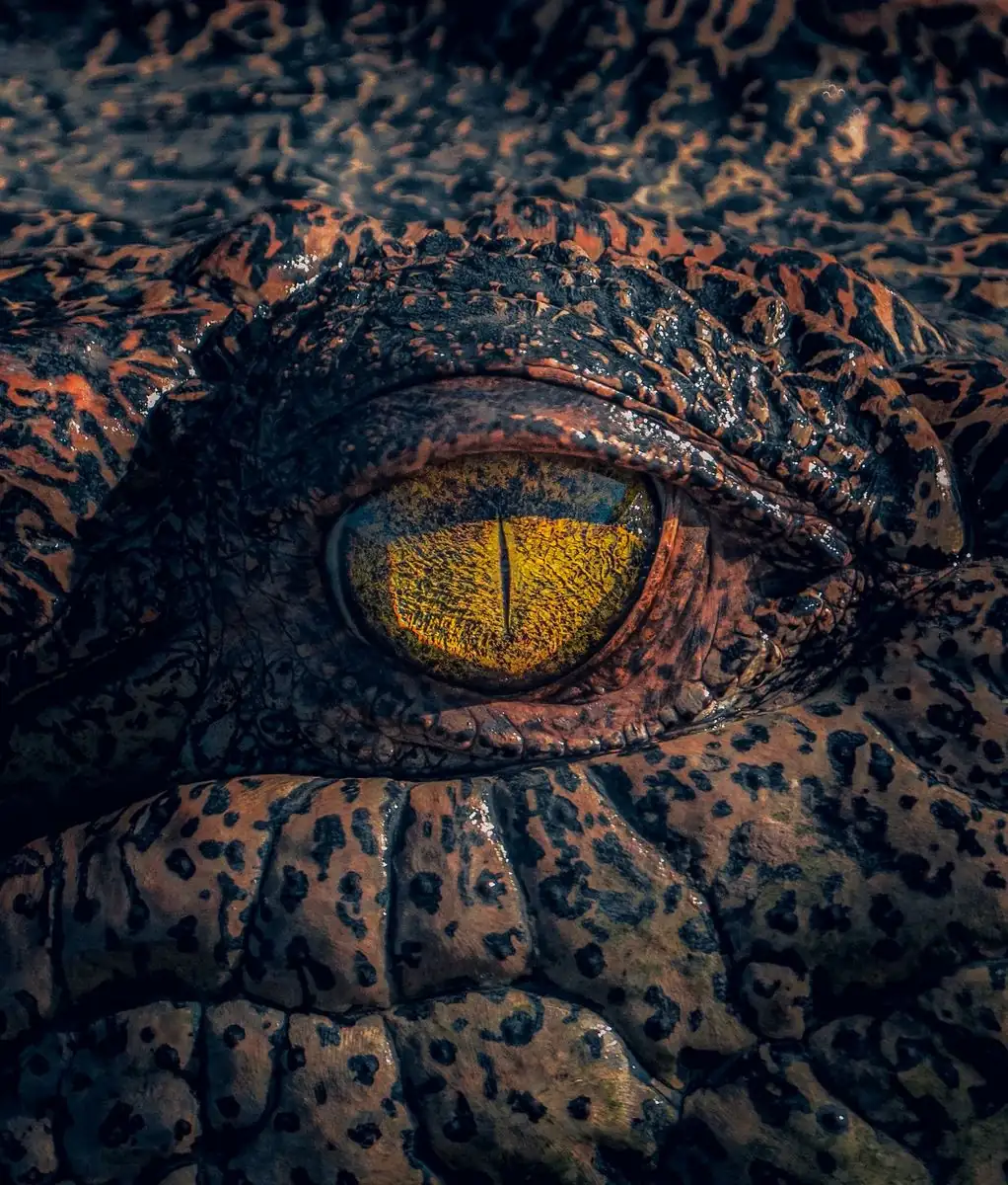 Why Crocodiles Thrive Across The Top End
